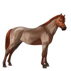 ponni shetlandsponni fuks