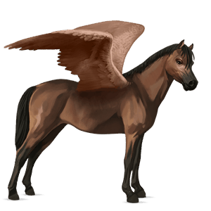 pegasus-ponni welsh brun
