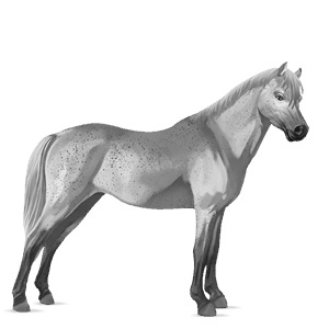ponni kerry bog-ponni palomino