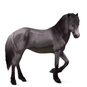 ridehest akhal-teke leverfuks