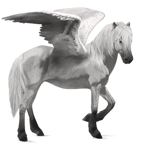 ridepegasus mustang blakk med teppe