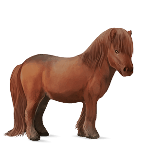 ponni shetlandsponni brun
