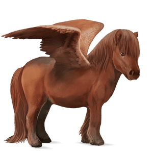 pegasus-ponni shetlandsponni rødbrun