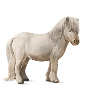 ponni shetlandsponni blakk