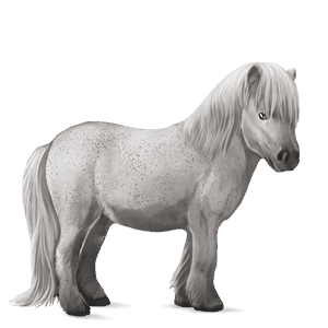 ponni shetlandsponni epleskimmel