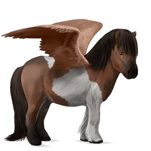 pegasus-ponni shetlandsponni svart fuks