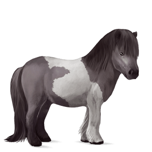 ponni shetlandsponni brun