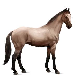 ridehest marwari leverfuks tobiano