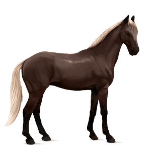ridehest argentinsk criollo skimlet
