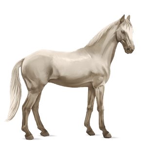 ridehest tinker tobiano svart flekket
