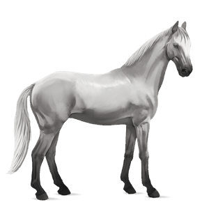 ridehest arabisk hest lys grå