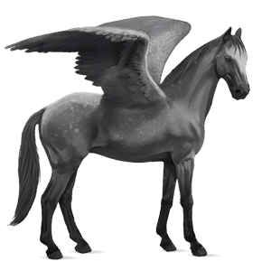 ridepegasus kwpn epleskimmel