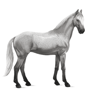 ridehest camargue lys grå