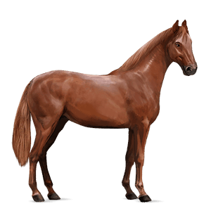 ridehest hanoveraner fuks