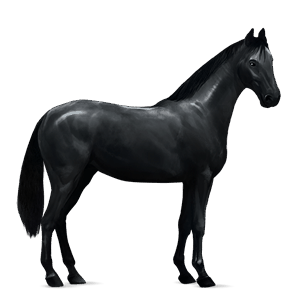 ridehest quarter horse linfarget fuks