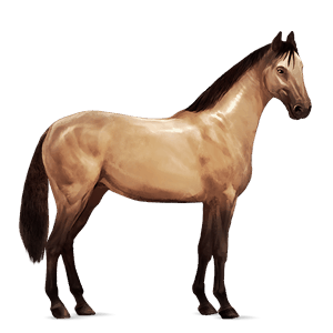 ridehest appaloosa rødbrun leopard