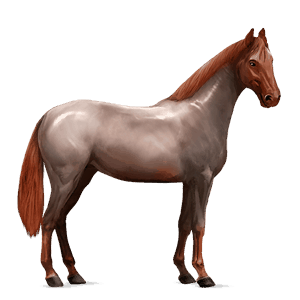 ridepegasus quarter horse rødskimmel