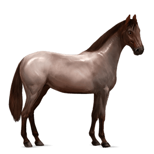 ponni skimlet