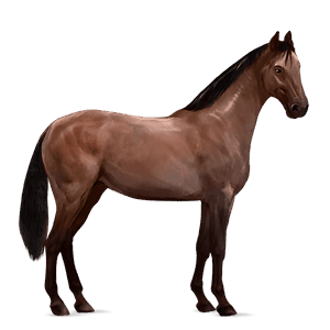 ridepegasus quarter horse brun