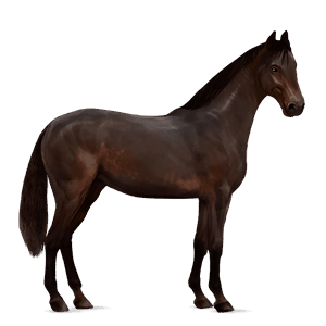 ridehest argentinsk criollo svart fuks