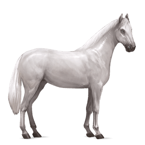 ridepegasus quarter horse lys grå