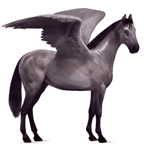 ridepegasus trakehner musegrå