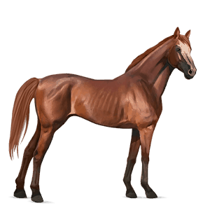ridehest frieserhest svart