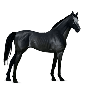 ridehest fullblodshest svart