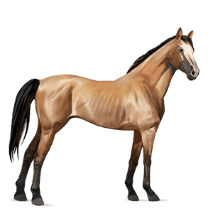 ridehest nokotahest svart fuks