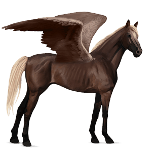 ridepegasus kwpn svart