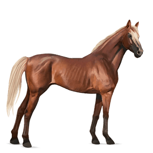 ridehest argentinsk criollo rødbrun