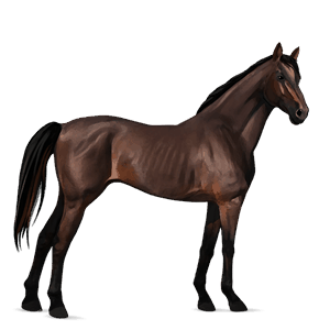 ridehest akhal-teke fuks