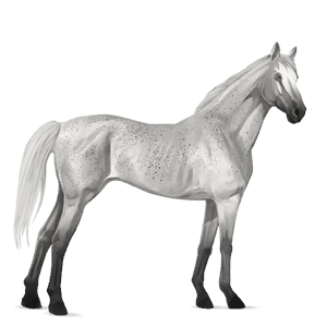 ridehest akhal-teke palomino