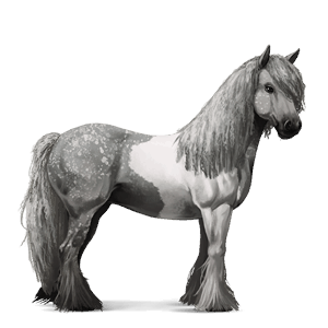 ridehest tinker leverfuks tobiano