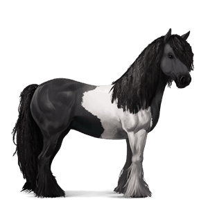ridehest tinker tobiano svart flekket