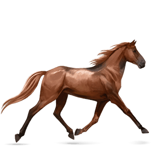 ridehest irsk hunter svart
