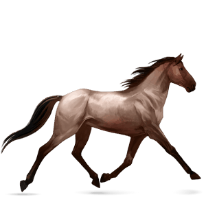 ridehest frieserhest svart