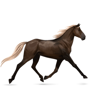 ridehest argentinsk criollo fuks tovero 