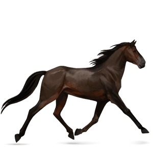 ridehest fransk traver svart fuks