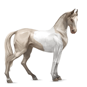 ridehest quarter horse svart