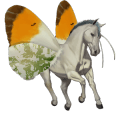ridepegasus knabstruper fuks