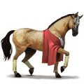ridehest arabisk hest epleskimmel