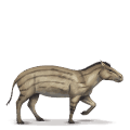 den forhistoriske hesten hyracotherium