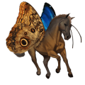 ponni fjording gulblakk