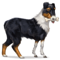 villhesten australsk gjeterhund