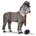 ridehest islandshest blakk