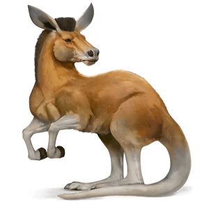 chimerique-kangourou