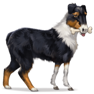 villhesten australsk gjeterhund