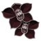 den svarte orkidé
