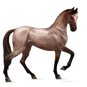 ridehest arabisk hest skimlet